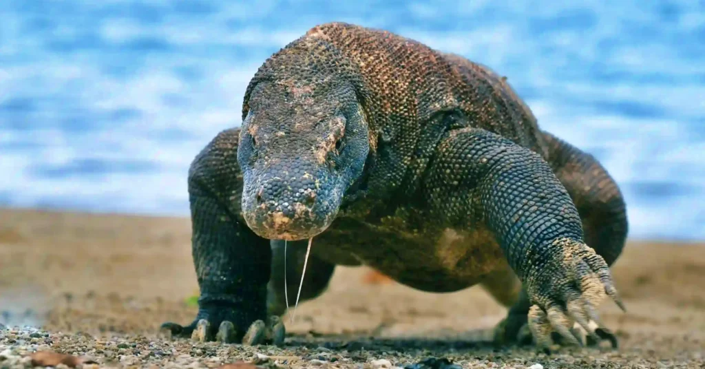 Komodo Day Trip by Slow Boat